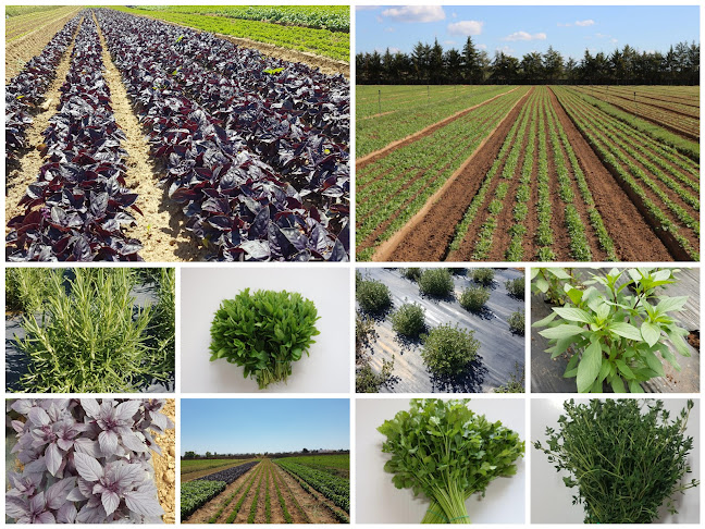 Knudsen-Organics - Jardinagem