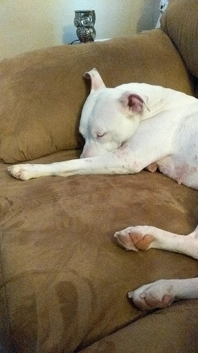 Pet Supply Store «PetSmart», reviews and photos, 2101 Elmwood Ave, Buffalo, NY 14207, USA