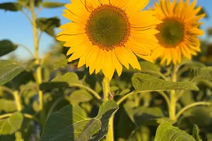 Pembrokeshire Sunflowers image