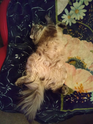 Thrift Store «New Life Resale», reviews and photos, 55 Barron Blvd A, Grayslake, IL 60030, USA