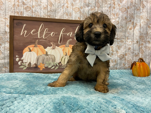 Pet Store «Happiness Is Pets», reviews and photos, 2936 Showplace Dr, Naperville, IL 60564, USA