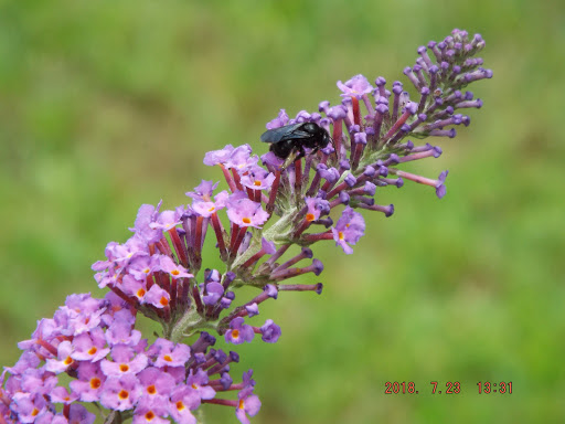 Hiking Area «Cowles Bog Trail», reviews and photos, 1618 N Mineral Springs Rd, Dune Acres, IN 46304, USA