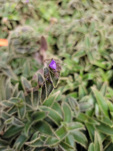 Garden Center «Gregor Farm & Greenhouse Inc», reviews and photos, 2592 Holy Name Dr, Wayzata, MN 55391, USA