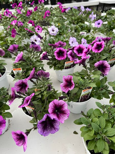 Florist «TG Designs», reviews and photos, 19231 Longmeadow Rd, Hagerstown, MD 21742, USA