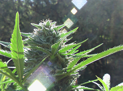Pure Harvest Cannabis Dispensary