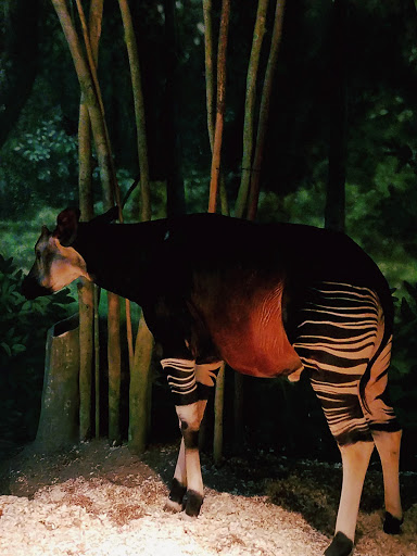 Zoo «Habitat Africa! The Forest», reviews and photos, 3300 Golf Rd, Brookfield, IL 60513, USA