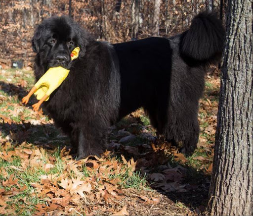 Pet Supply Store «Cheshire Cat & Dog Too», reviews and photos, 1320 Waterbury Rd, Cheshire, CT 06410, USA