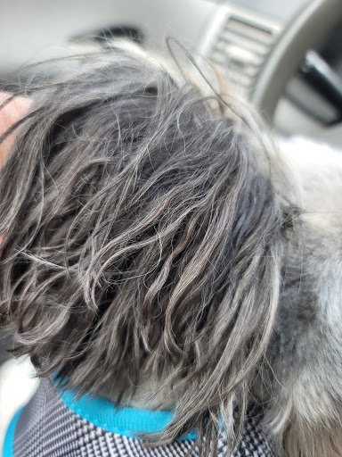 Pet Store «Oak Clips Pet Boutique & Grooming», reviews and photos, 502 N Edgefield Ave, Dallas, TX 75208, USA