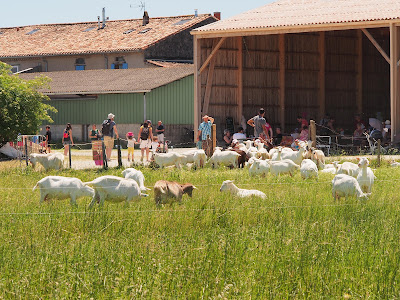 Ferme de Cabriole et Fromagerie de Cabriole à Saint-Félix-Lauragais