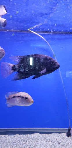 Tropical Fish Store «Xtreme Fish & Pets», reviews and photos, 11415 Bellaire Blvd # A, Houston, TX 77072, USA