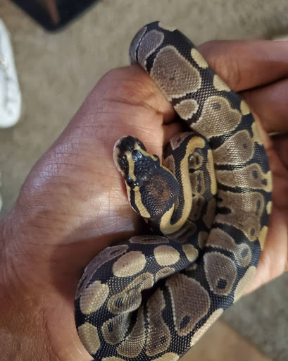 Pet Store «CUSTOM CREATURES PET SHOP», reviews and photos, 10727 N 19th Ave, Phoenix, AZ 85029, USA