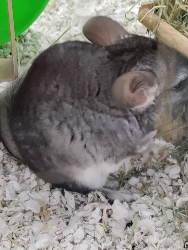 Pet Supply Store «Pet Supermarket», reviews and photos, 7070 College Pkwy, Fort Myers, FL 33907, USA