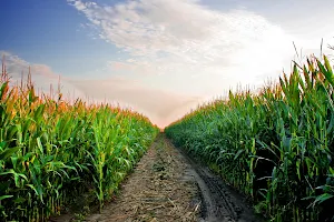 Labirynt w polu kukurydzy - Park Rodzinny image