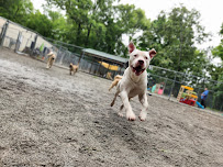 Dog Boarding at the Beach - Photo 4 - Car repair in Myrtle Beach, SC, Myrtle Beach