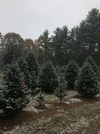 Buell's Christmas Trees
