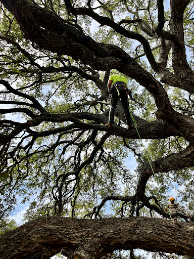 What To Do If A Storm Damaged My Tree 4