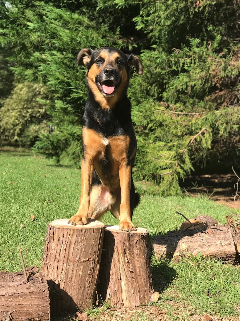 Off Leash K9 Training, Macon