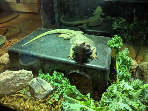 Reptile Store «Pets & Things», reviews and photos, 44825 Van Dyke, Utica, MI 48317, USA