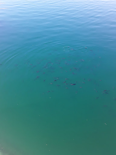 Park «Discovery Park», reviews and photos, 2214 E Pecos Rd, Gilbert, AZ 85297, USA