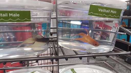 Pet Supply Store «Petco Animal Supplies», reviews and photos, 1815 Newport Blvd b, Costa Mesa, CA 92627, USA