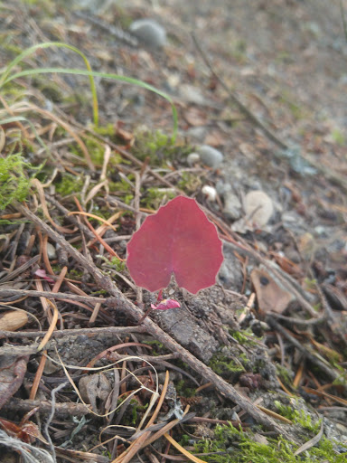 Park «Sacajawea Park», reviews and photos, 1401 S Dash Point Rd, Federal Way, WA 98003, USA