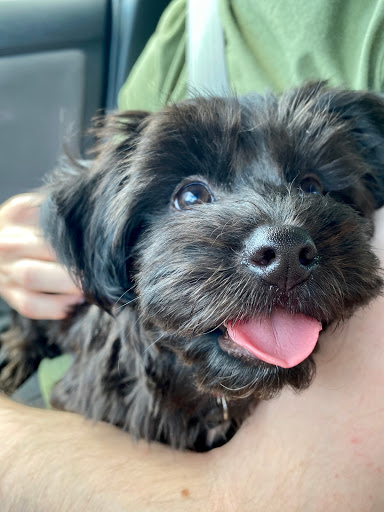 Pet Groomer «Bubbly Paws Dog Wash & Grooming», reviews and photos, 949 Grand Ave, St Paul, MN 55105, USA