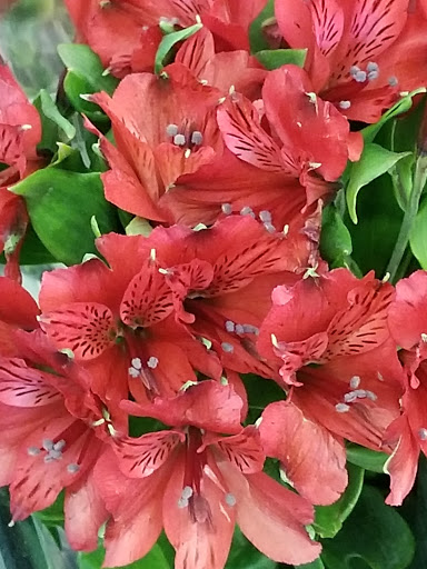 Supermarket «Butera Market», reviews and photos, 1500 E Grand Ave, Lindenhurst, IL 60046, USA