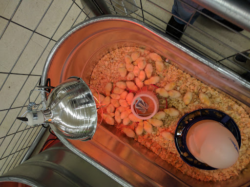 Home Improvement Store «Tractor Supply Co.», reviews and photos, 540 Water St #100, Chardon, OH 44024, USA