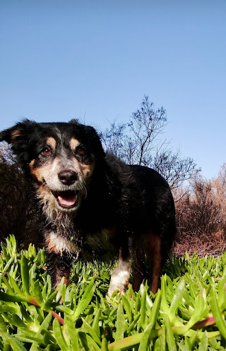 Pensioni per cani e dog hotel a Asilo e pensione per cani Canenero