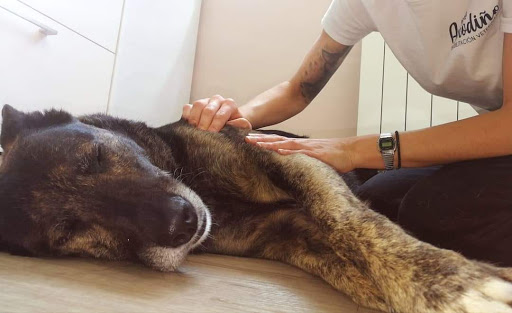 Amodiño Rehabilitacion & Fisioterapia Veterinaria en Lugo