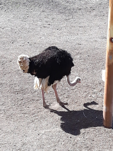 Zoo «Hogle Zoo», reviews and photos, 2600 Sunnyside Ave S, Salt Lake City, UT 84108, USA