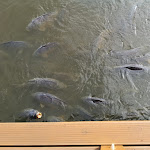 Photo n°3 de l'avis de Ron.d fait le 09/10/2019 à 05:27 sur le  Fischerhof Gahrns GmbH à Gardelegen