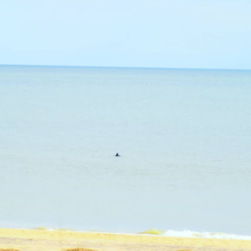 Bicycle Rental Service «Ocean Rentals Ltd.», reviews and photos, 577 Sandbridge Rd, Virginia Beach, VA 23456, USA