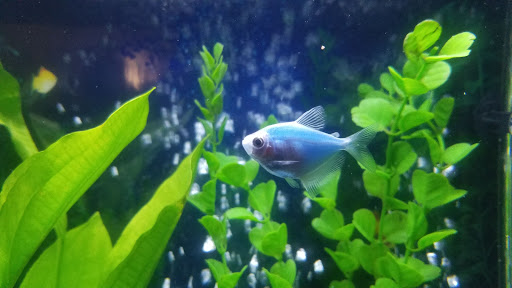 Pet Supply Store «Pet Supplies Plus», reviews and photos, 585 Moseley Rd, Fairport, NY 14450, USA