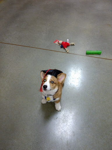 Pet Supply Store «PetSmart», reviews and photos, 139 Rolling Hills Cir, Easley, SC 29640, USA