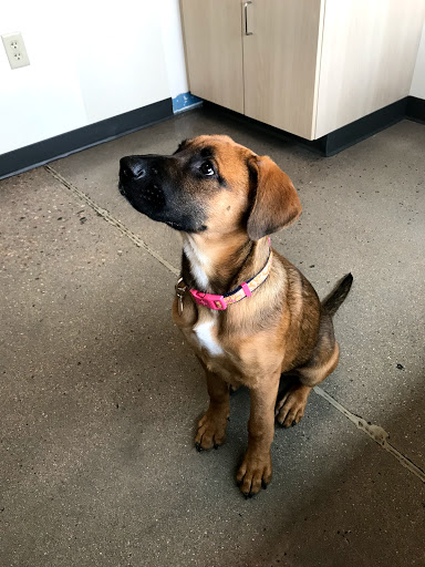 Pet Supply Store «Petco Animal Supplies», reviews and photos, 1265 Sergeant Jon Stiles Dr f, Highlands Ranch, CO 80129, USA