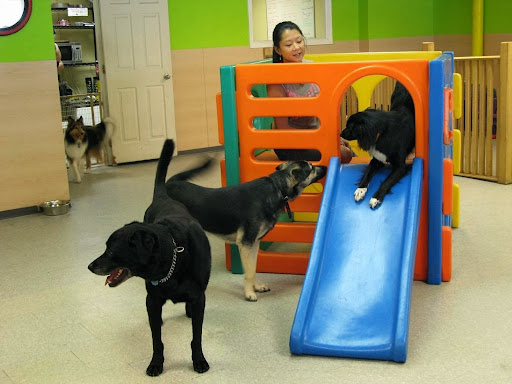 Dogcity Dog Daycare