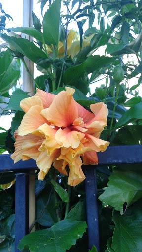 Park «Mike Ward Community Park Woodbridge», reviews and photos, 20 Lake Rd, Irvine, CA 92604, USA