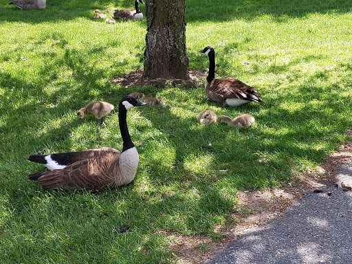 Park «Parks Lake», reviews and photos, Academy St, Rockaway, NJ 07866, USA