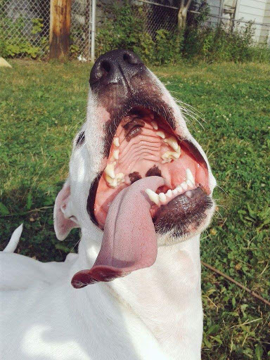 Pet Supply Store «Pet Supplies Plus», reviews and photos, 4808 Ridge Rd, Brooklyn, OH 44144, USA