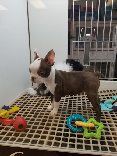 Pet Store «Petland», reviews and photos, 4082 William Penn Hwy #49B, Monroeville, PA 15146, USA