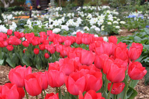 Botanical Garden «Mitchell Park Horticultural Conservatory», reviews and photos, 524 S Layton Blvd, Milwaukee, WI 53215, USA