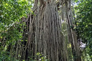 Curtain Fig National Park image