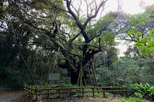Maigo-shii (Lost Chinquapin Tree) image