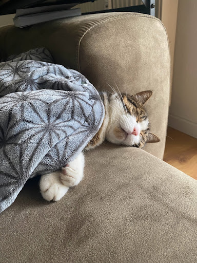Keintier-betreuung Katzen- und Kleintiersitting in Erding, Freising und Umgebung unter Langenpreising, 