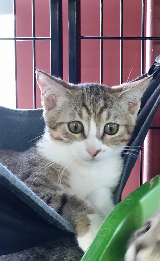 Pet Store «Pet Valu», reviews and photos, 63 Eastern Blvd N, Hagerstown, MD 21740, USA