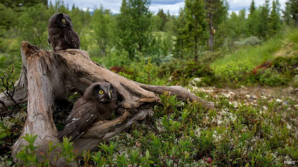 Foto By Nature Dag Olav Høiland Berger