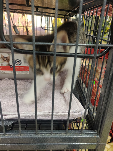 Pet Store «A to Z Pets», reviews and photos, 16010 SE Division St, Portland, OR 97236, USA