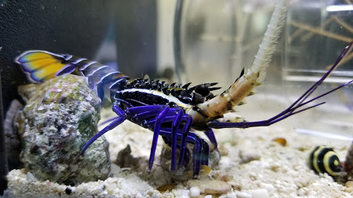 Pet Store «Pet World», reviews and photos, 891 Harriman Pl, San Bernardino, CA 92408, USA