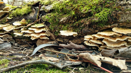 Nature Preserve «Smith and Bybee Wetlands Natural Area», reviews and photos, 5300 N Marine Dr, Portland, OR 97203, USA